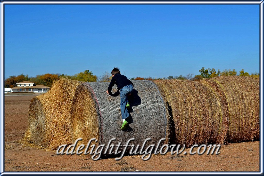 DSC_0461 copy